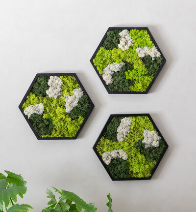 Mosebilde grønn og hvit hexagon Mosebilde grønn og hvit hexagon